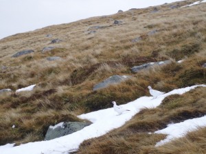 Winter returns to upper Carn Mor Dearg and Ben Nevis.