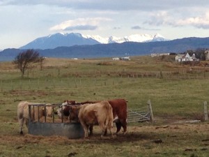 The Cuillins