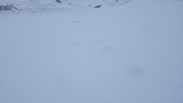 Raised footprints from a mountain hare showing erosion of snow.