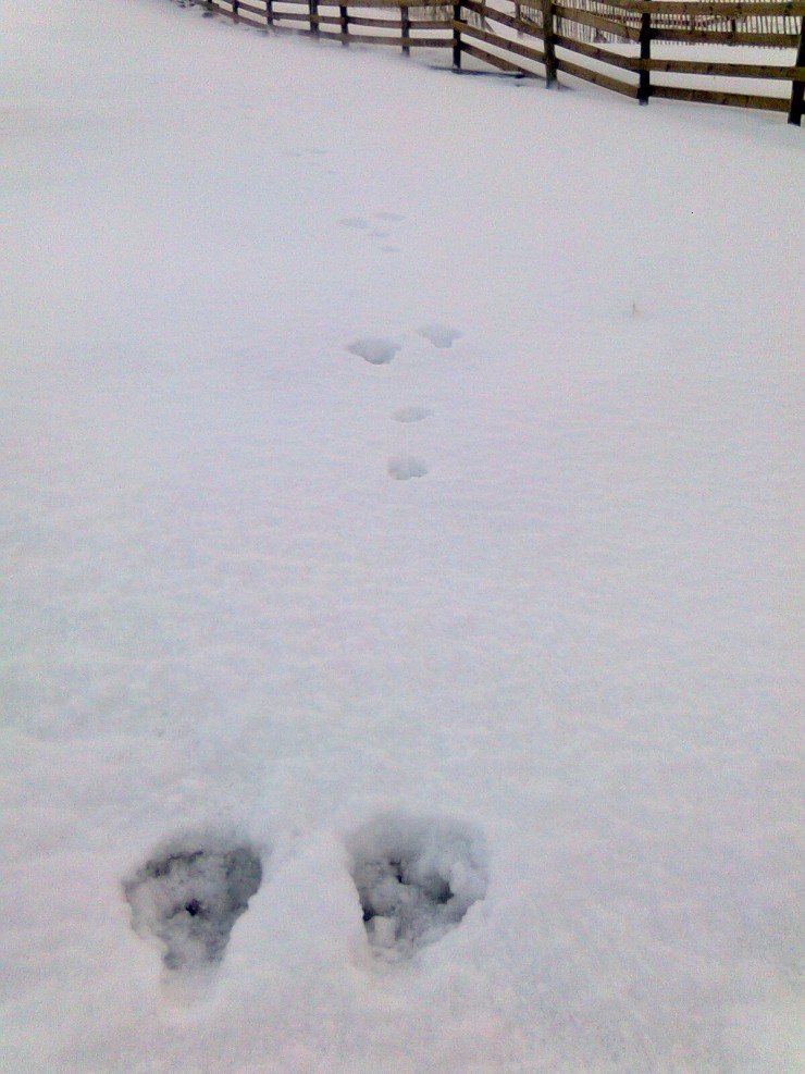 Mountain hares are now well camouflaged but their tracks were very visible today.