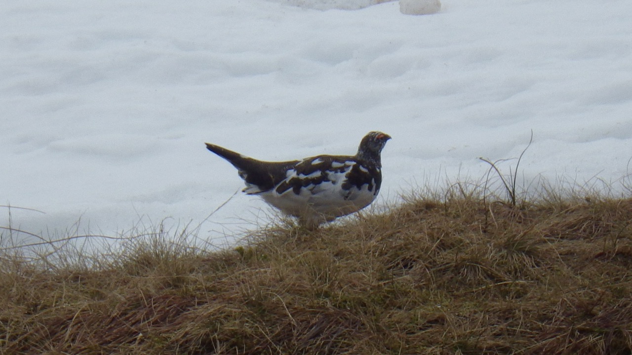 A confused Ptarmigan doesn't know what colour to be!