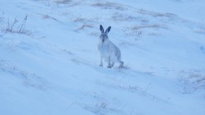 Fresh snow and mountain hare