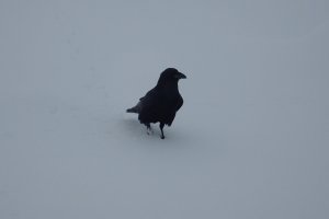 Quoth the Raven âNevermore.â