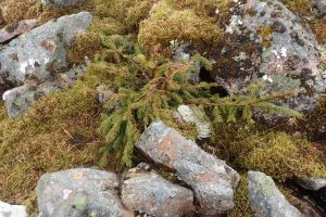 High Altitude Tree